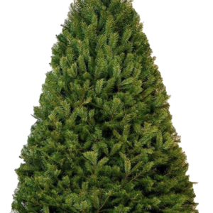 Douglas Fir - Amarillo